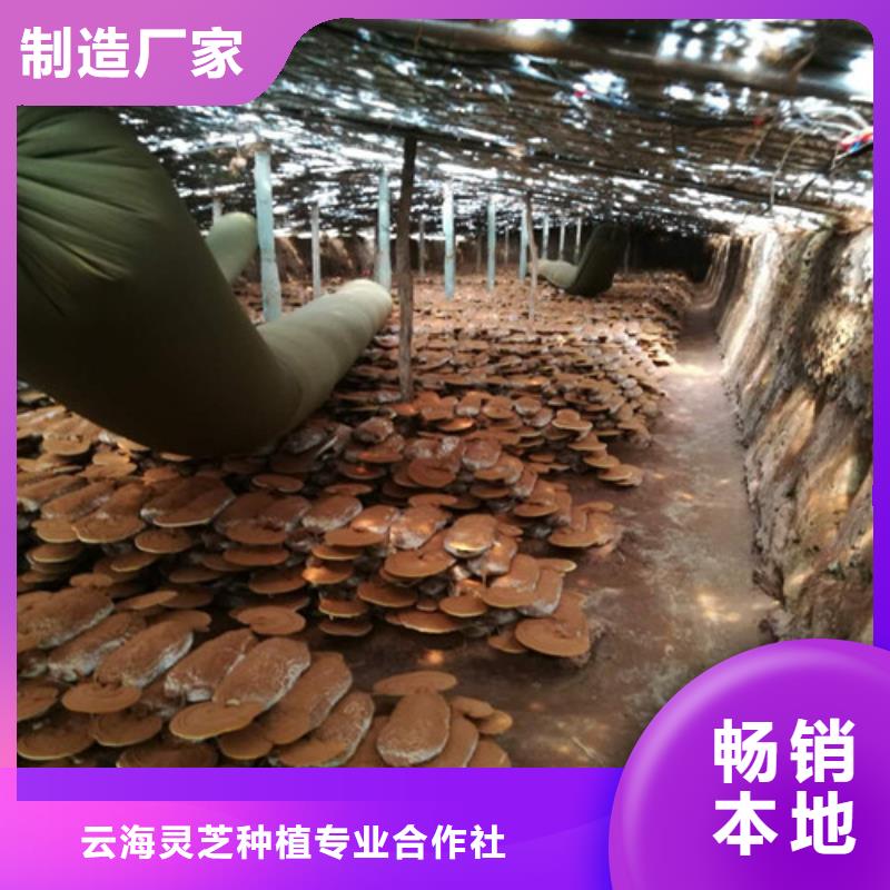 靈芝孢子銷售