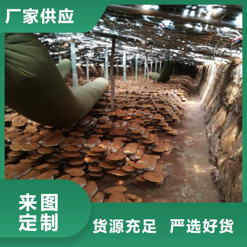 
靈芝超細(xì)粉廠家直發(fā)-價(jià)格透明