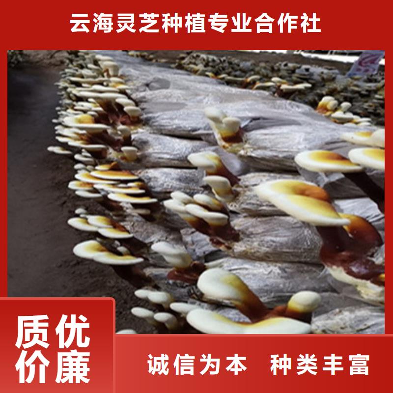 
孢子靈芝24小時(shí)發(fā)貨