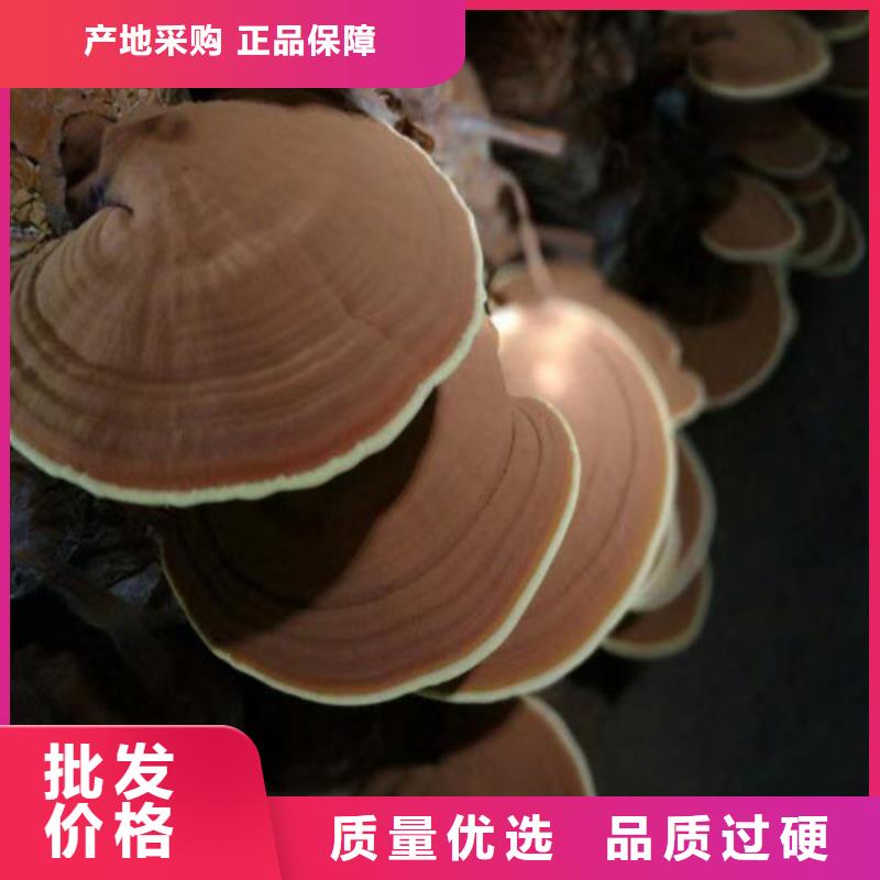 定做靈芝孢子粉的批發(fā)商
