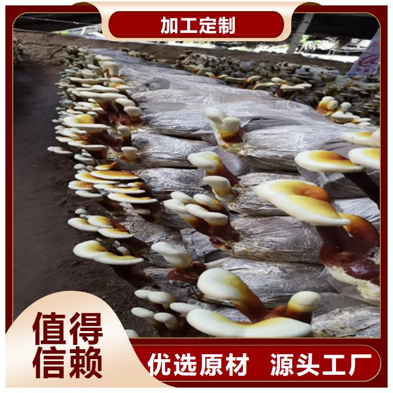 灵芝孢子粉加工