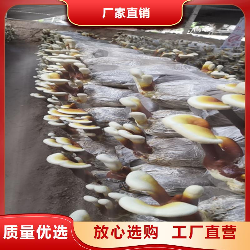 孢子灵芝 十年生产经验