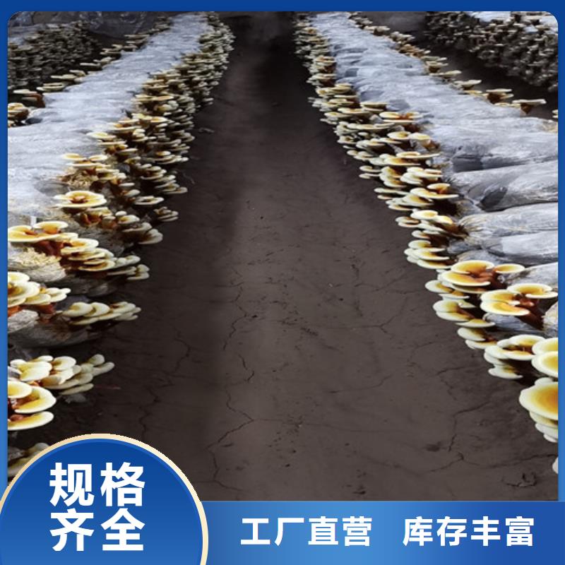 
孢子靈芝24小時(shí)發(fā)貨