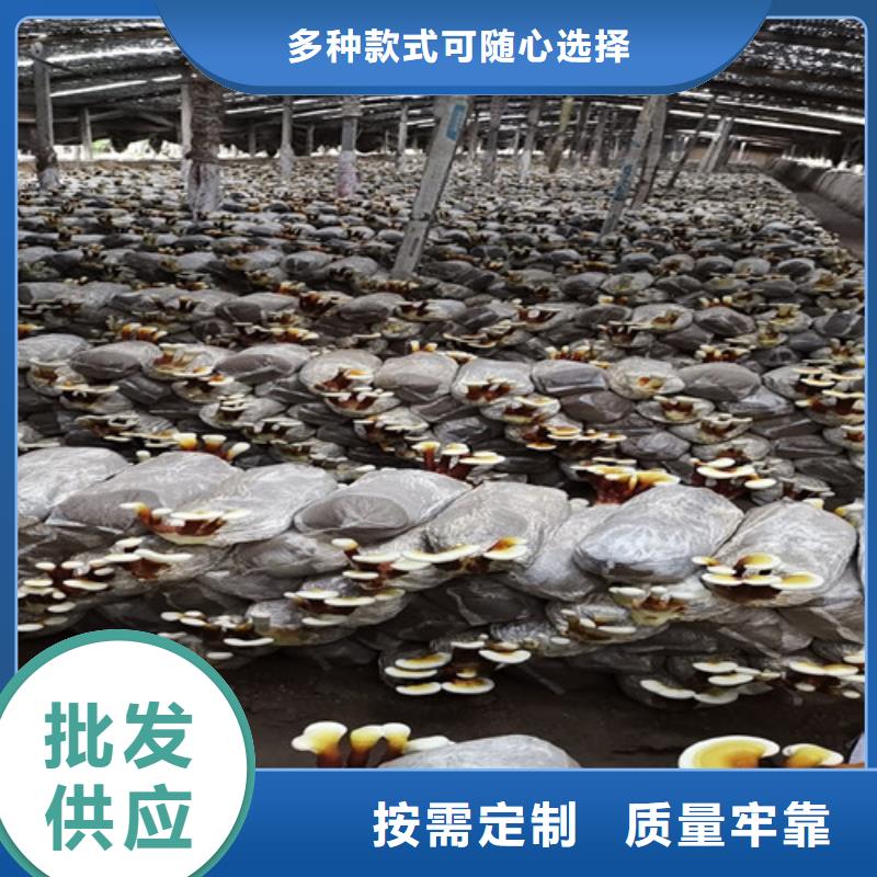 
孢子靈芝廠家直銷-全國發(fā)貨