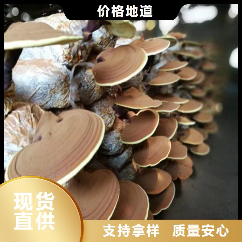 定做靈芝孢子粉的批發(fā)商