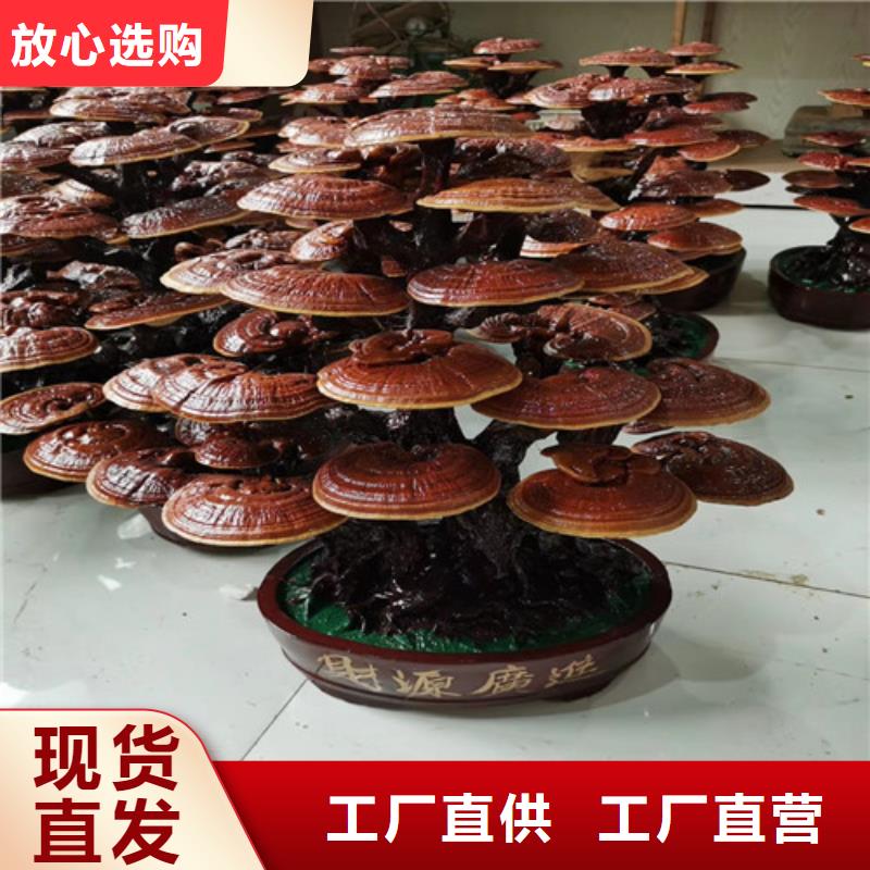 破壁靈芝孢子粉市場(chǎng)報(bào)價(jià)