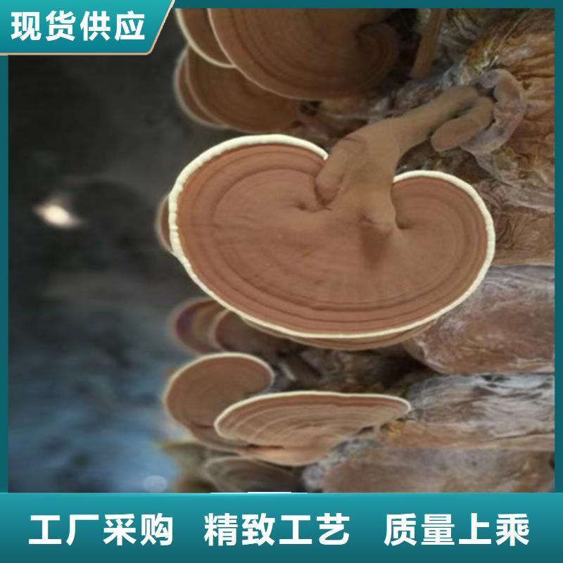 質(zhì)量靠譜的靈芝孢子粉廠家
