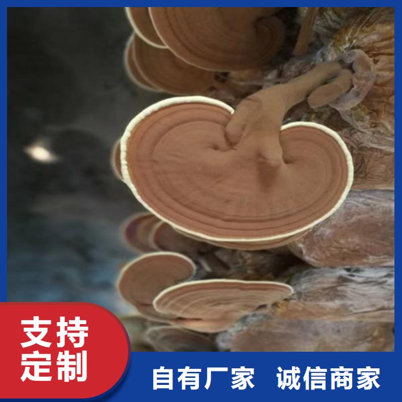 英山破壁灵芝孢子粉的好处