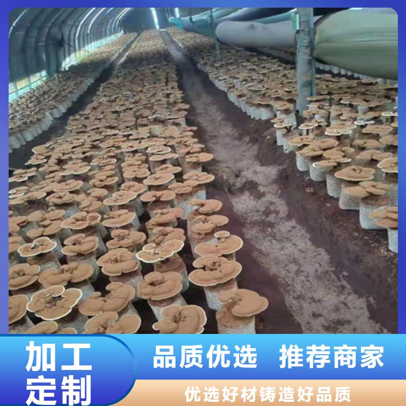 
靈芝超細(xì)粉廠家直發(fā)-價(jià)格透明