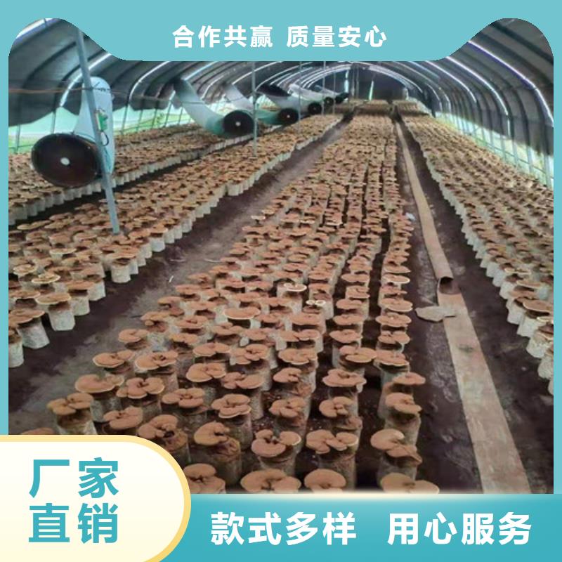 椴木靈芝_椴木靈芝有限公司