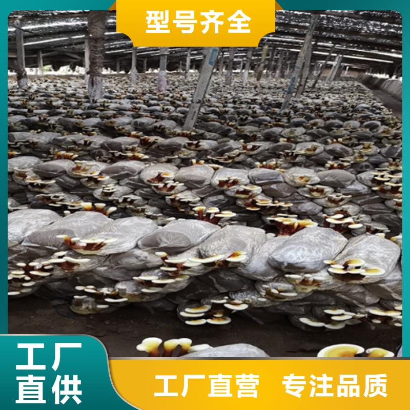 
孢子靈芝廠家直銷-全國發(fā)貨