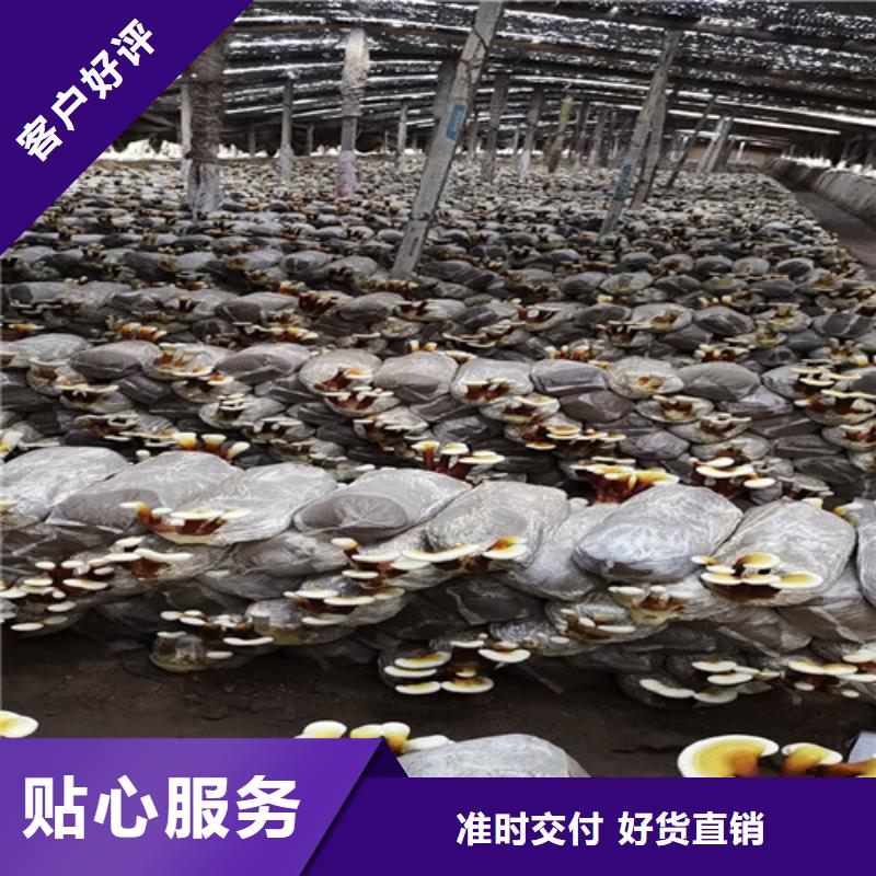 
靈芝孢子粉-點擊了解更多