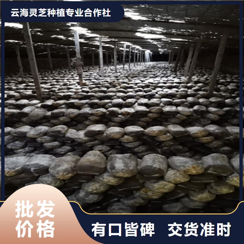 
灵芝超细粉-来电洽谈