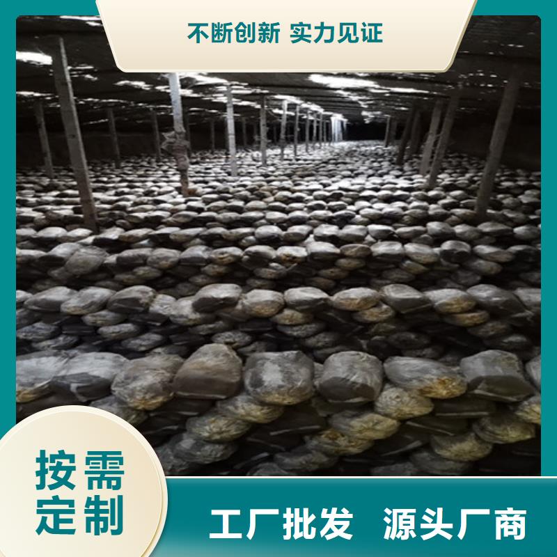 破壁靈芝孢子粉廠家批發(fā)