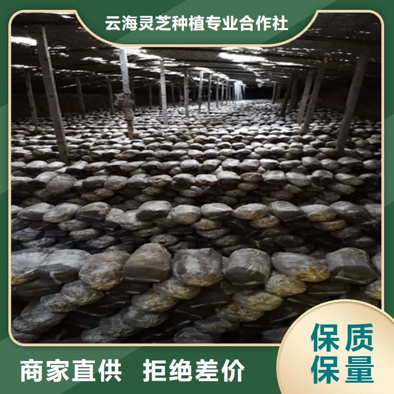 破壁靈芝孢子值得信賴