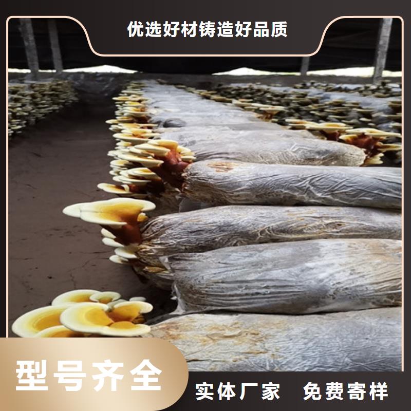 靈芝超微粉
認準云海靈芝種植專業(yè)合作社