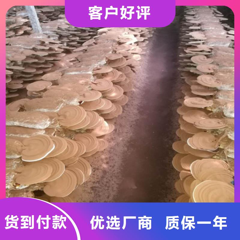 靈芝煲湯產地