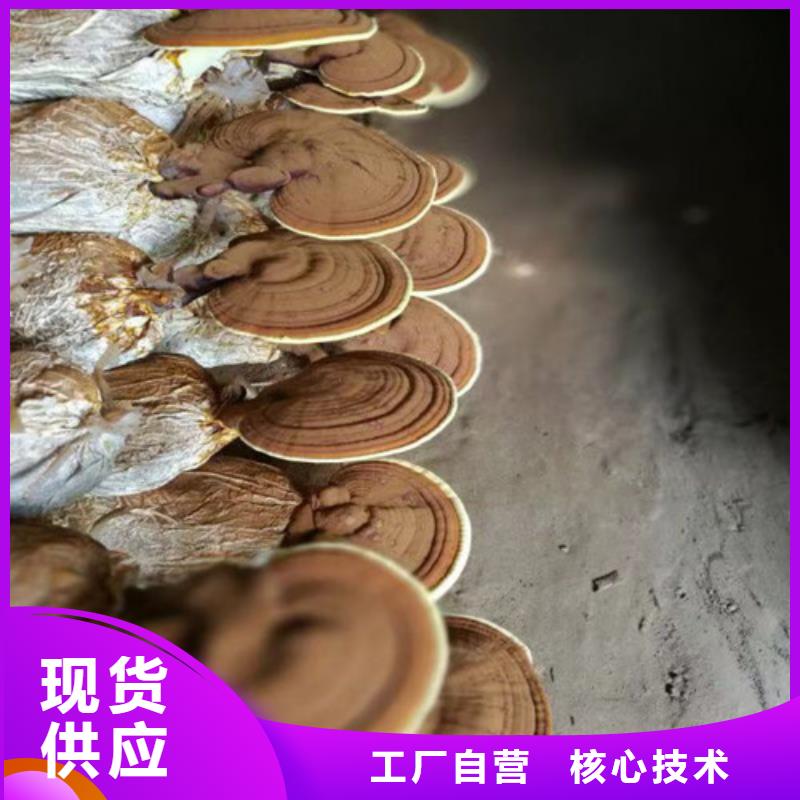 灵芝实力厂家