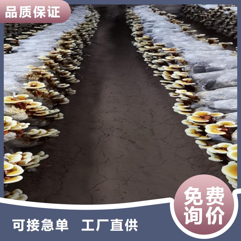 灵芝孢子粉型号齐全
