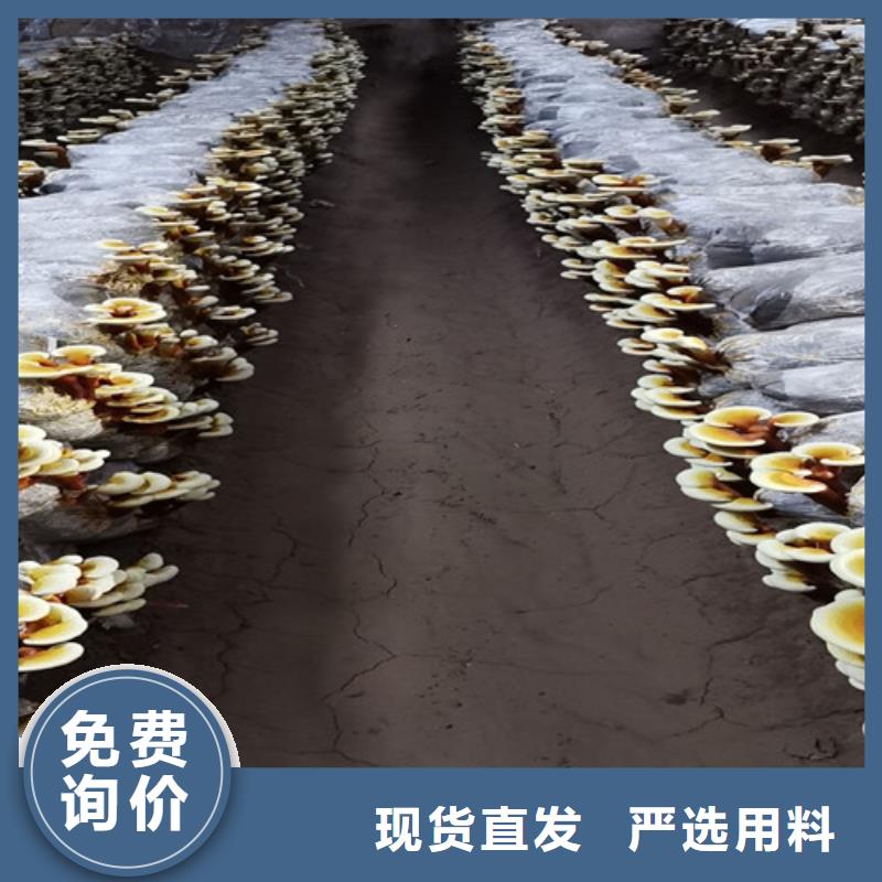 
靈芝超細(xì)粉廠家直發(fā)-價(jià)格透明