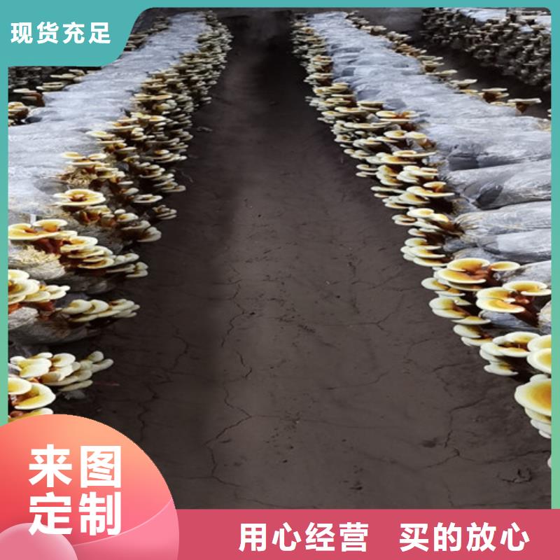 靈芝超微粉
認準云海靈芝種植專業(yè)合作社