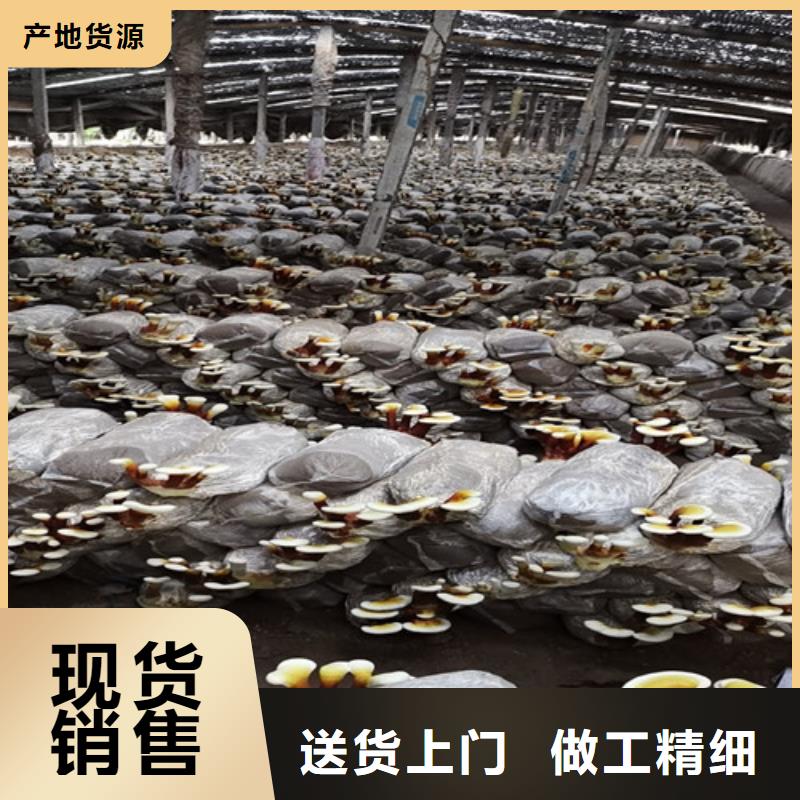 英山破壁灵芝孢子粉的好处
