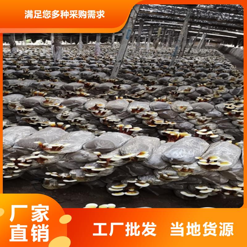 英山破壁灵芝孢子粉的好处