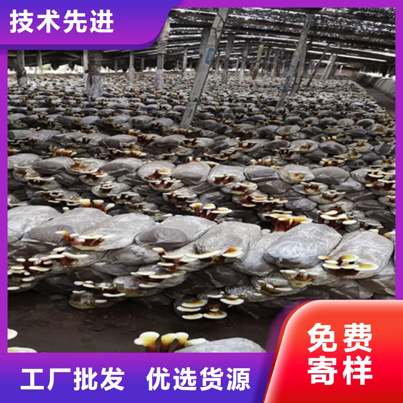破壁靈芝孢子粉哪種好
