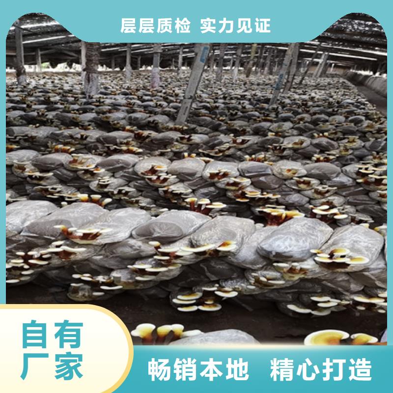灵芝孢子粉加工