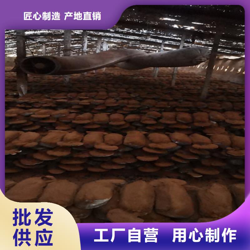 破壁靈芝孢子粉哪種好