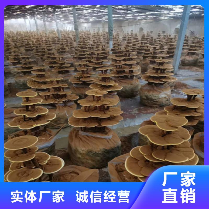 破壁靈芝孢子粉市場(chǎng)報(bào)價(jià)