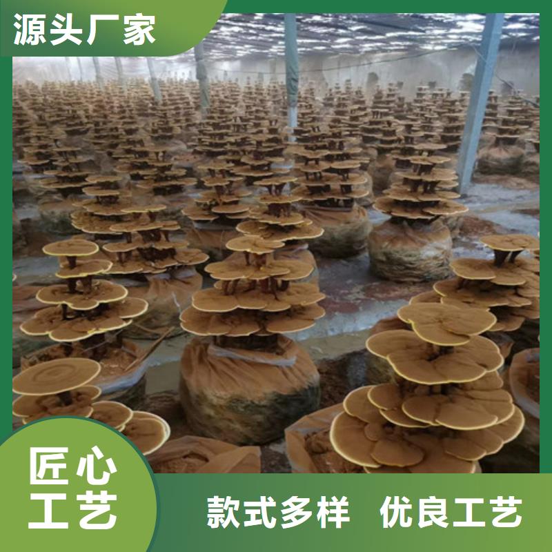 破壁靈芝孢子粉哪種好