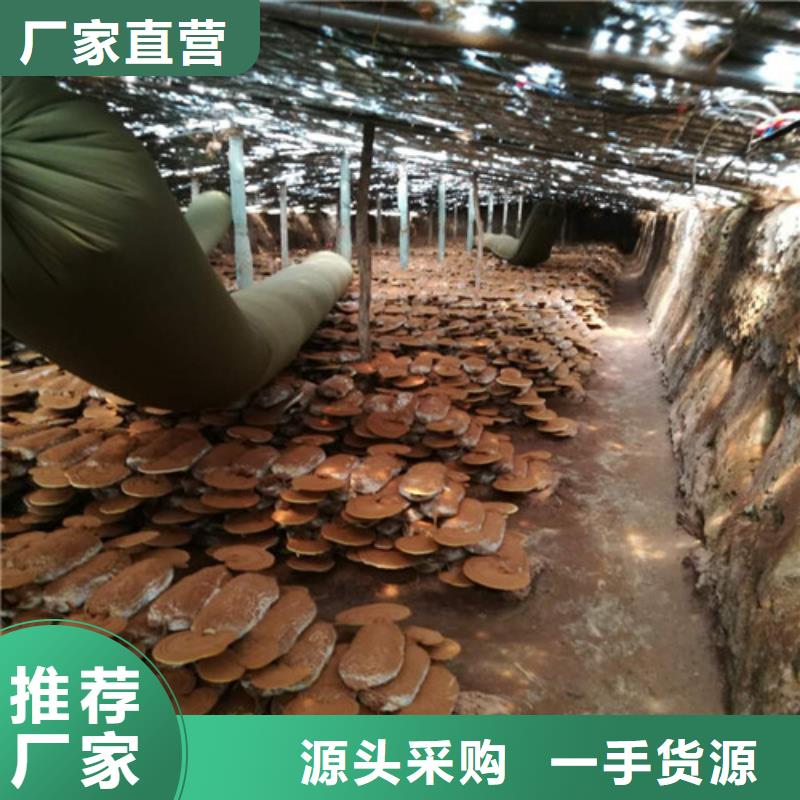 灵芝切片厂家价格
