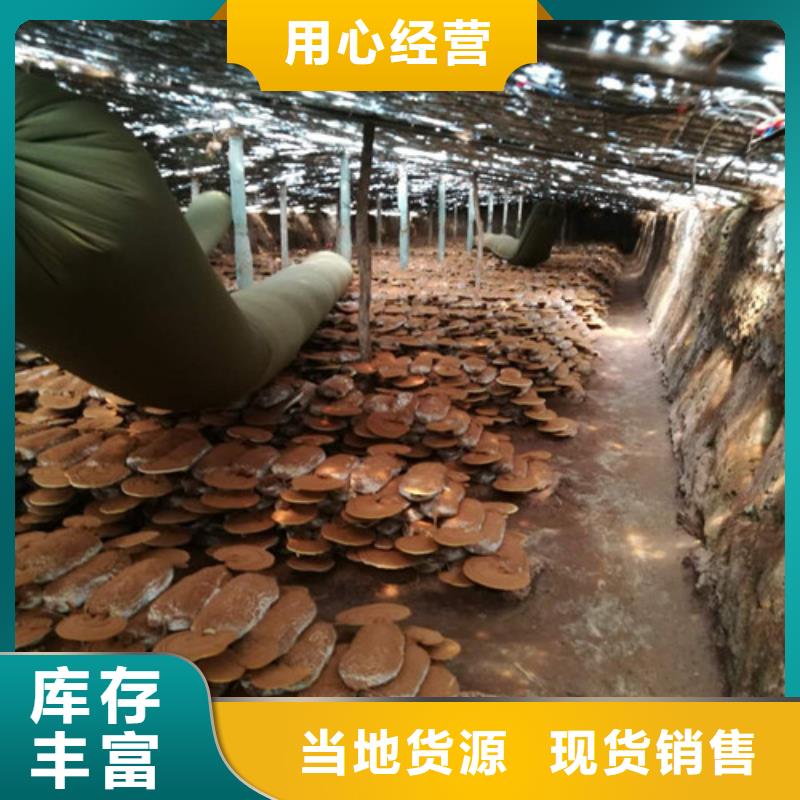 破壁靈芝孢子粉市場(chǎng)報(bào)價(jià)