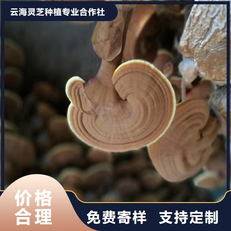 靈芝孢子粉廠家直銷_售后服務(wù)保障