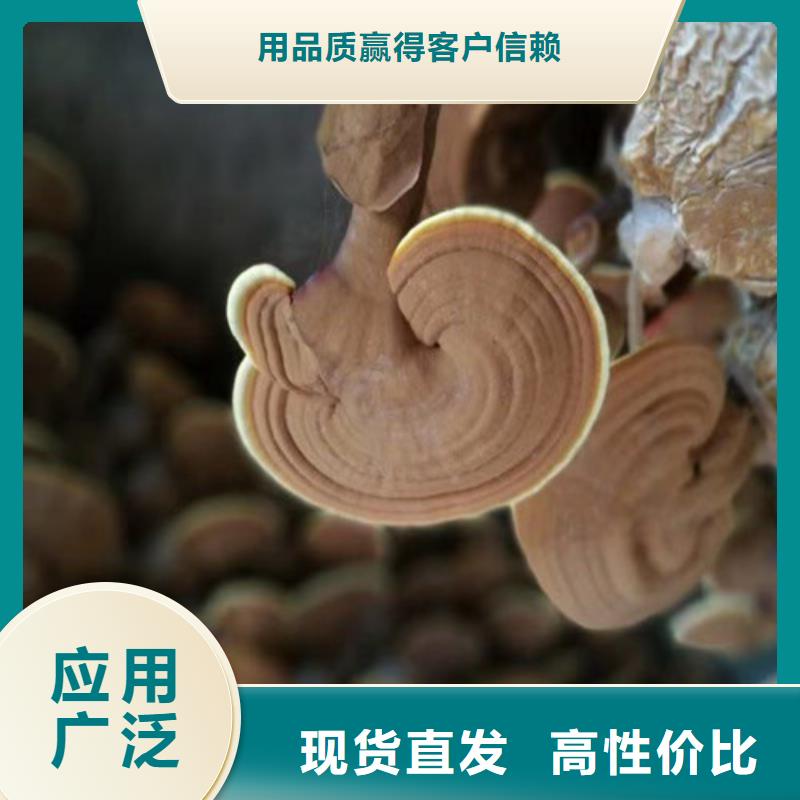 破壁靈芝孢子粉市場(chǎng)報(bào)價(jià)