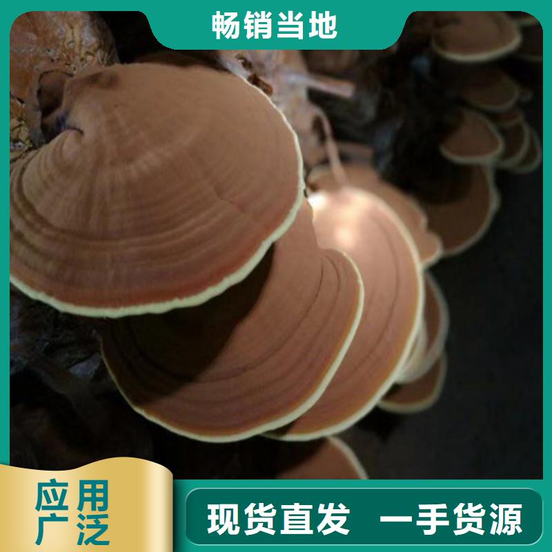 破壁靈芝孢子粉哪種好