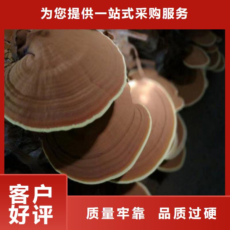 破壁靈芝孢子粉市場(chǎng)報(bào)價(jià)