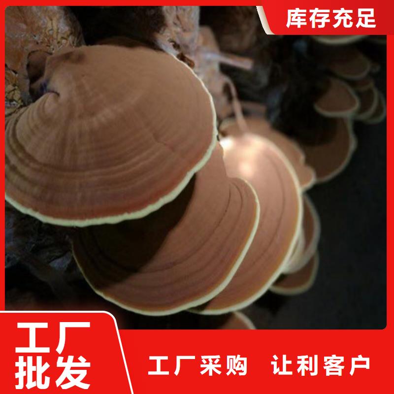 灵芝价格