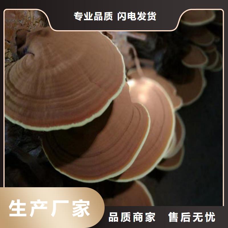 灵芝孢子粉加工