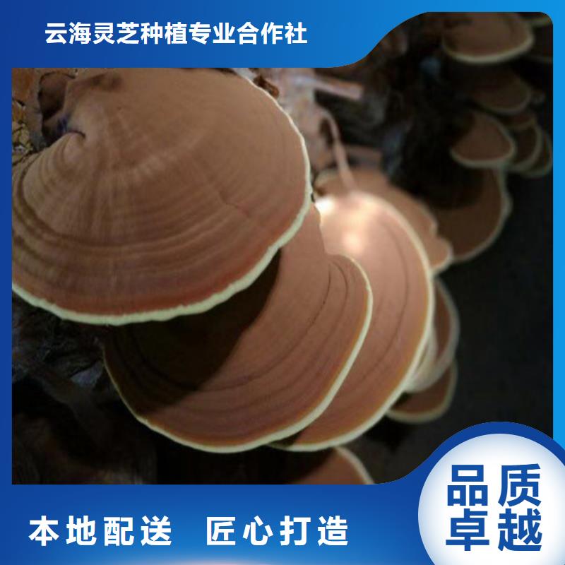 靈芝切片廠家