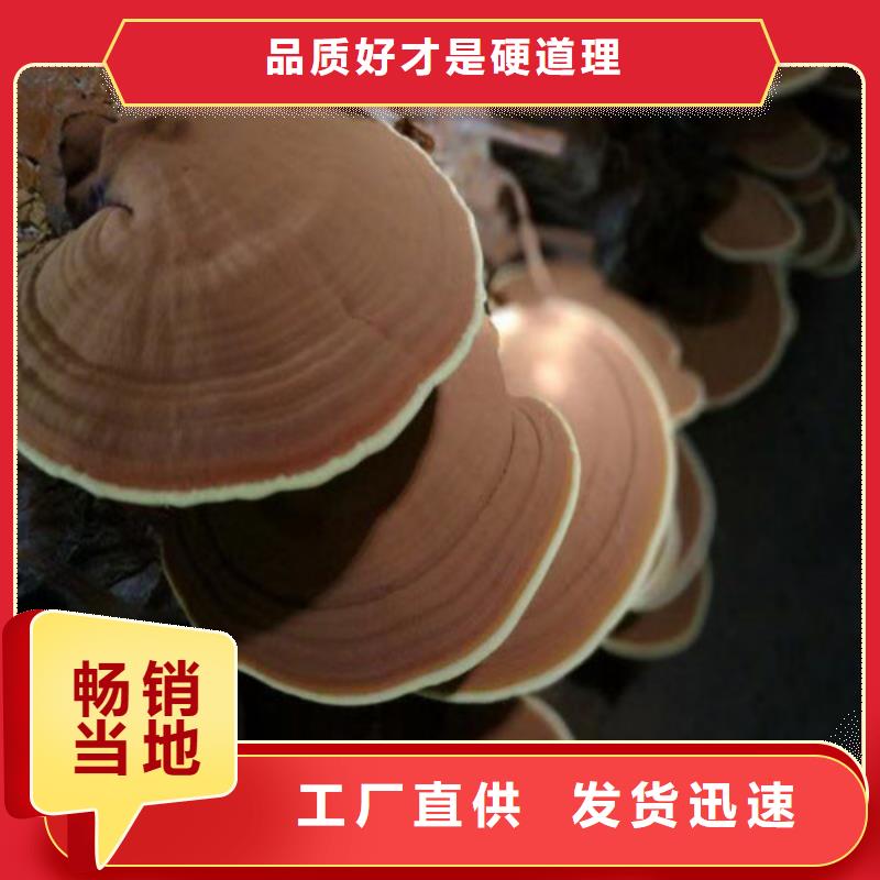 破壁靈芝孢子粉市場(chǎng)報(bào)價(jià)