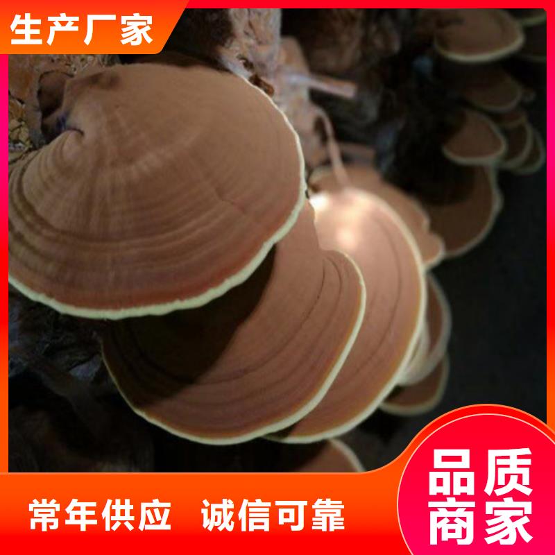 
靈芝孢子粉-點擊了解更多