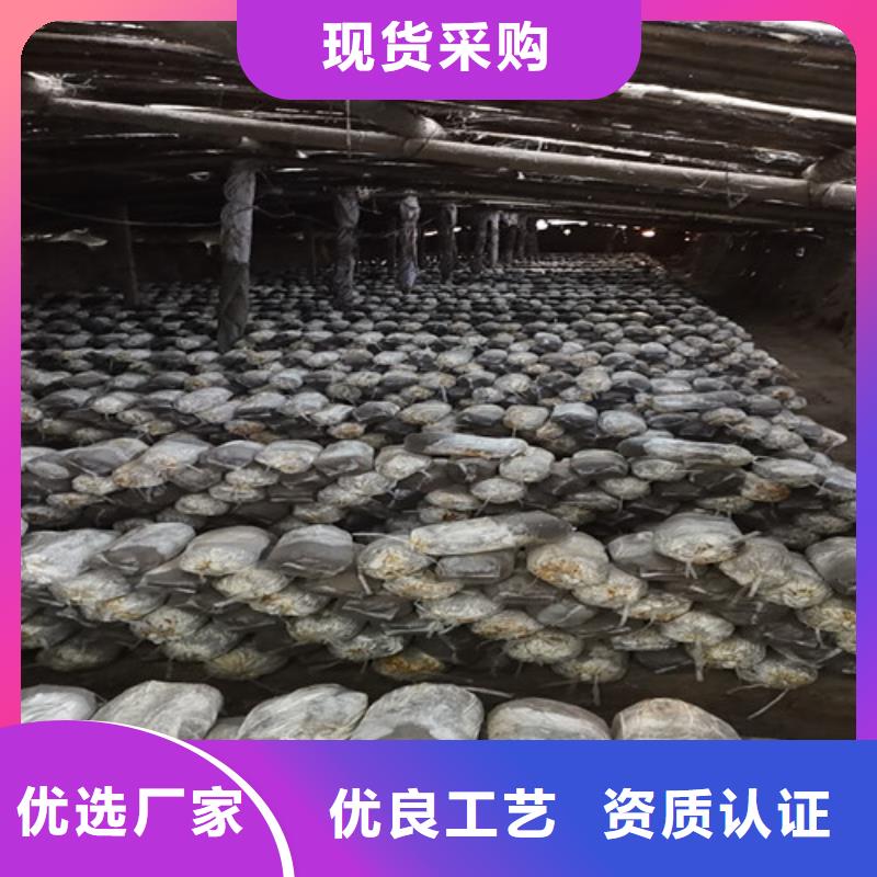 灵芝价格