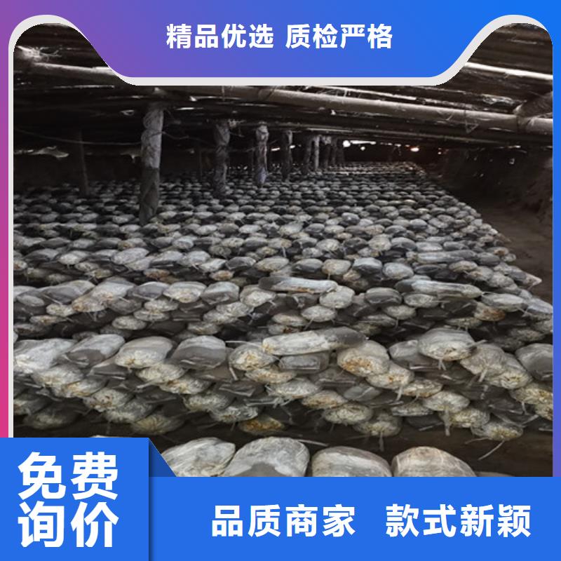 破壁靈芝孢子粉市場(chǎng)報(bào)價(jià)
