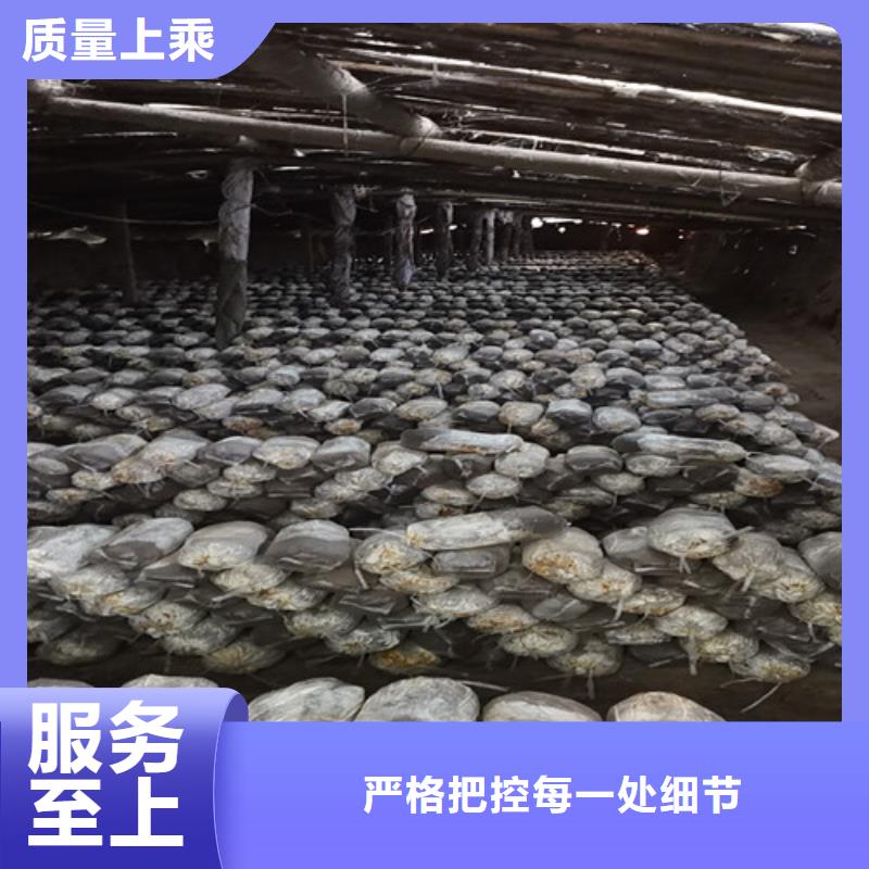 靈芝煲湯_歡迎致電