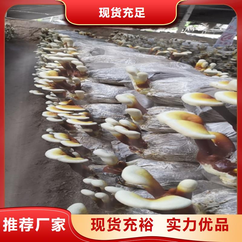 破壁靈芝孢子粉哪種好