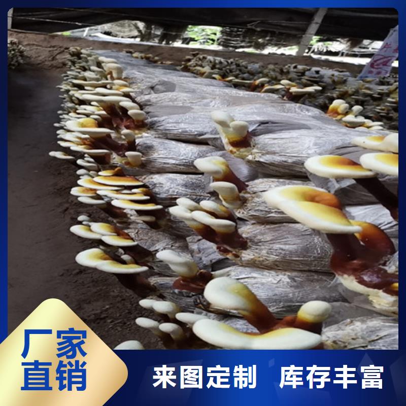 破壁靈芝孢子粉市場(chǎng)報(bào)價(jià)