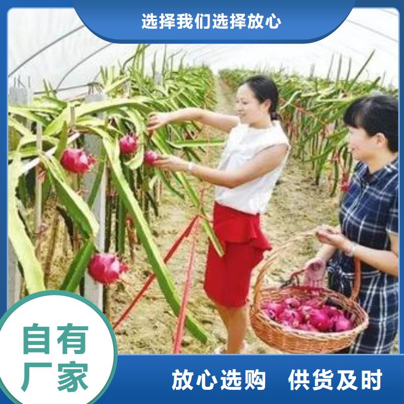 新安縣養(yǎng)雞大棚管熱銷(xiāo)免費(fèi)查詢(xún)、