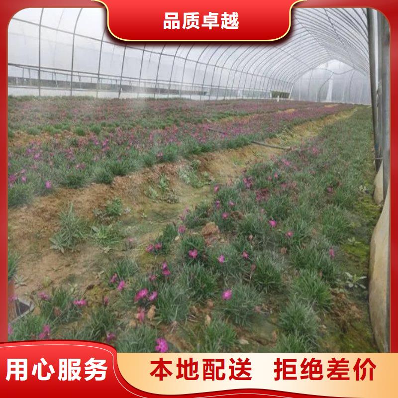 縣連棟大棚鋼管，種植基地